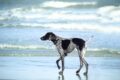 Un perro seguía a una pareja en la playa de México / Pixabay
