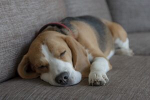 A senior beagle was given up on Facebook for free / Pixabay