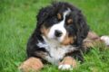 A Bernese Mountain Dog is loved by a little boy / Pixabay