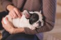 Una perra de acogida dio a luz a diez cachorros / Pixabay