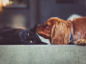 A dog and a cat became best friends / Pixabay