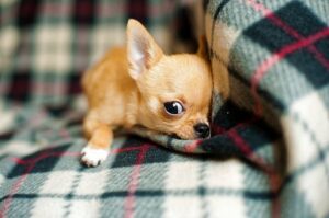 Man used to hate small dogs but now owns a Chihuahua / Pixabay