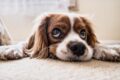 Un perro de acogida ayuda a 7 cachorros huérfanos / Pixabay