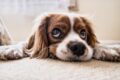 ¿Cuáles son los problemas oculares más comunes de los perros?