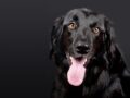 Big black rescue dog stalks his owner / Pixabay