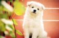 Una perra embarazada y sorda fue acogida y adoptada / Pixabay