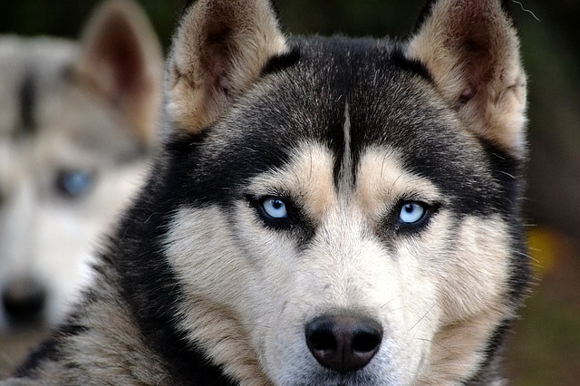 These Huskies Are The MOST Dramatic! Watch This 6-Minute Video To Know What We’re Talking About!