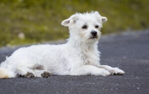 A dog was found injured in the middle of the road / Pixabay