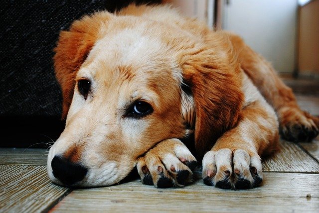 Si no quieres llorar, no veas este vídeo sobre dueños de perros y sus perros moribundos