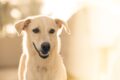 Un perro de la familia fue diagnosticado con demencia / Pixabay