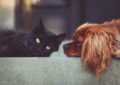 Un perro y un gato son ahora los mejores amigos / Pixabay