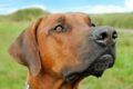 A dog was so fearful of men until she met her owner's partner / Pixabay