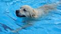 A senior dog fell into the pool and was saved by the bigger dog / Pixabay