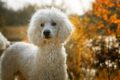 A poodle rescued from the commercial breeding industry loves giving out hugs / Pixabay