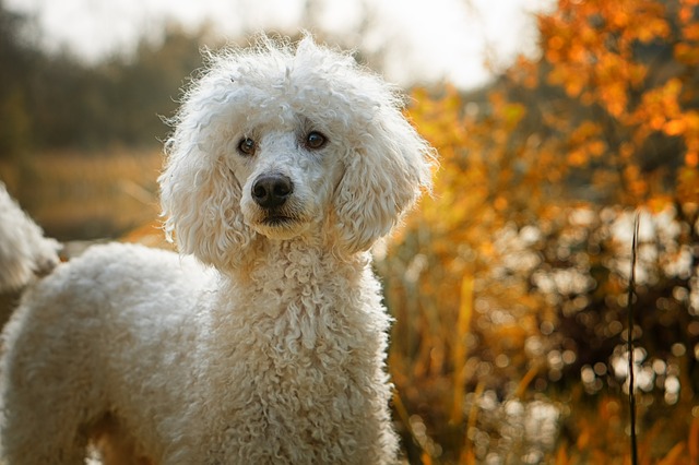 This Poodle Is The Sweetest! She Just Wants To Hug Everyone She Meets