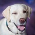 Los perros pueden ser graciosos sin que lo sepan / Pixabay