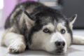 Rescue Husky celebrates first Christmas with family / Pixabay