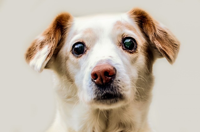 4 mejores maneras de arreglar la secreción de los ojos del perro