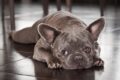 Un bulldog francés tiene una bonita voz de gremlin / Pixabay