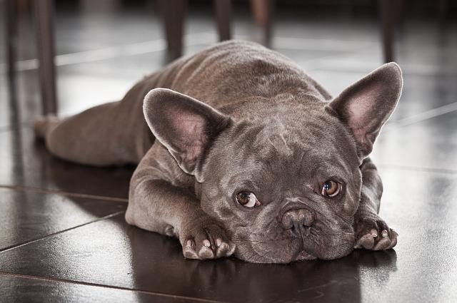 French Bulldog Couldn’t Hold Herself Up Because Of Her Big Belly – Uses Her Gremlin Voice To Let Them Know How She’s Feeling