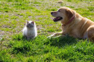 A service dog learned how to play with the help of a kitten / Pixabay