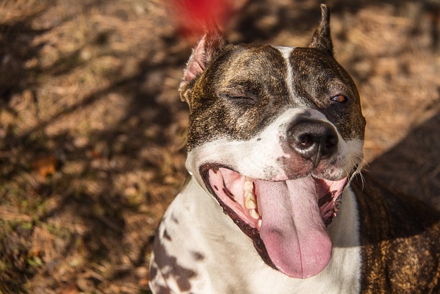 This Senior Pitbull Had No Idea She’d Be Living Her Best Life In Her Final Years