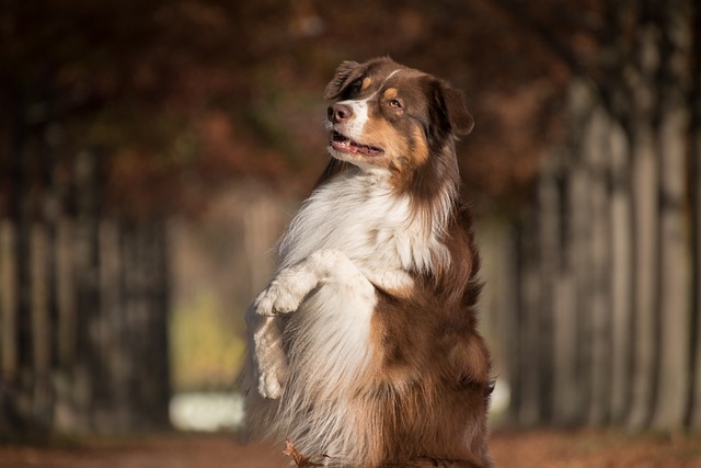 Teach A Dog To Sit – What Do You Want To Teach Your Dog?