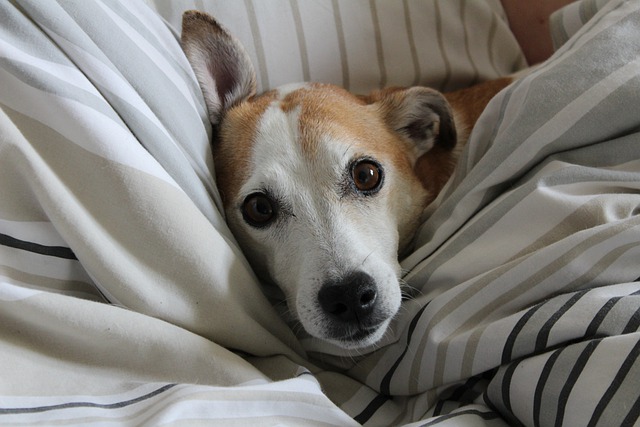 La perra rescatada no dejaba su cama - ¿Qué la hizo salir finalmente?