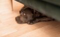 Man Finds Pups And Momma Dog Under A Couch / Pixabay
