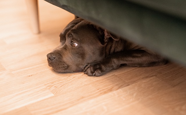 Un hombre encuentra a sus cachorros y a su madre debajo de un sofá - ¿Qué hace con ellos?