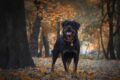 El Rottweiler tiene que ser sacrificado / Pixabay