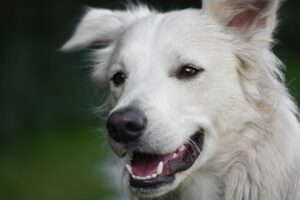 A stray dog has become so happy and found his fur-ever home / Pixabay