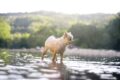 A dog was rescued from a ravine and initially feared water / Pixabay