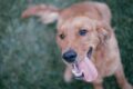 Una perra ayuda a su dueño entrenando a otros perros agresivos / Pixabay