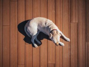 A dog was so afraid of wooden floors / Pixabay