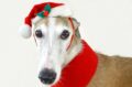 El perro recibe su mejor regalo de Navidad / Pixabay