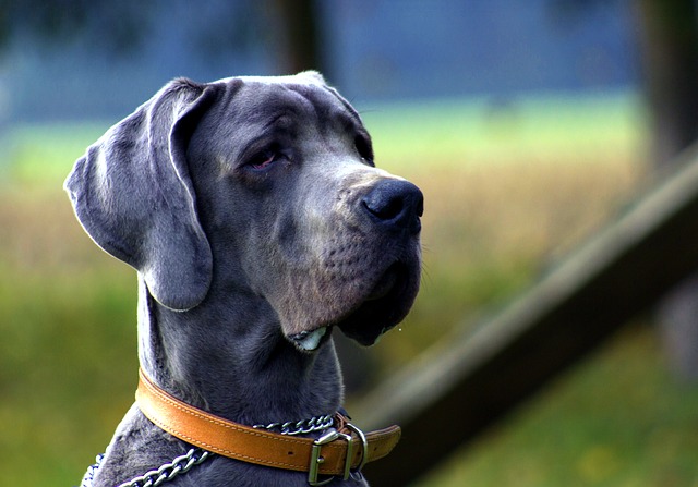What Are The Biggest Dog Breeds?