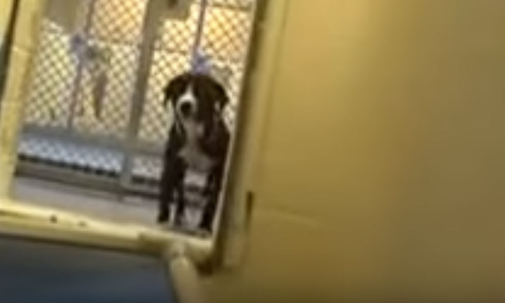 Un perro súper tímido de un refugio se desboca cuando se da cuenta de que ha sido adoptado.