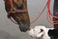 A dog and a horse are best of friends / Pixabay