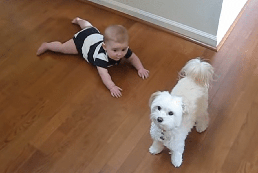 Vídeo de bebés y cachorros - ¡El cachorro baila y el bebé chilla de placer!