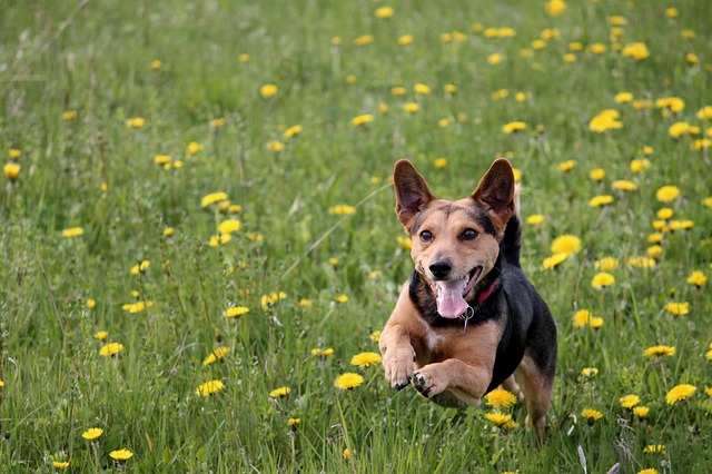 Tratamiento de la artritis del perro - cómo ayudar a un perro que sufre de artritis