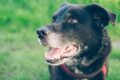Dog getting old / Pixabay