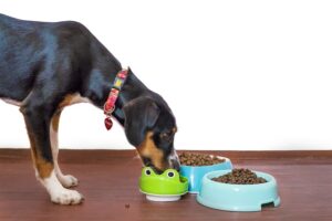 How much dog food per day / Pixabay