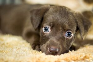 How to adopt dog / Pixabay