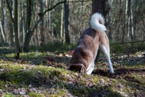 stop a dog from digging holes / Pixabay