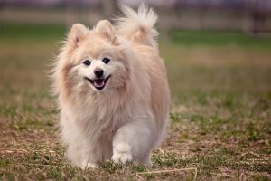 Dog Pomeranian / Pixabay