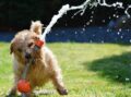 Dog Heatstroke Symptoms / Pixabay