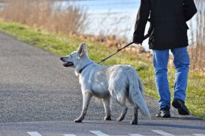 how to get your dog to stop pulling while walking / Pixabay