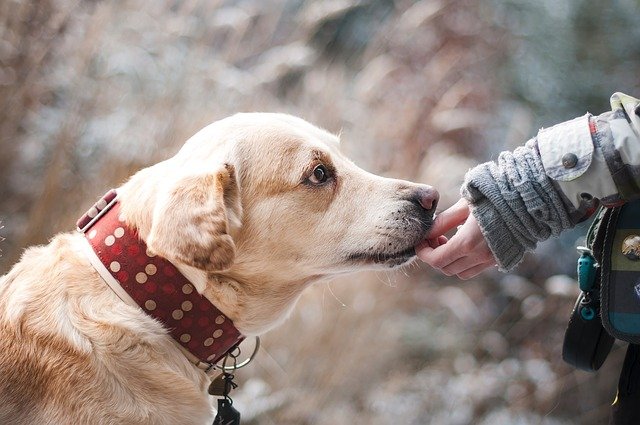 NUESTROS VECINOS | La acogida de mascotas se enorgullece de ayudar a los perros a encontrar sus familias