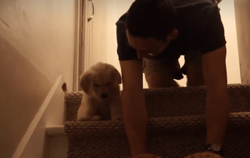 Un cachorro se horroriza ante las escaleras por primera vez - ¿Qué ha pasado? (Vídeo)